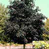 Клен остролистный Faassen's Black WRB 12/14