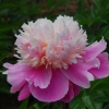 Пион Spring Mornibg с5