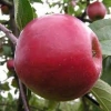 Яблоня Красная Ранняя п5