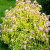 Спирея Densiflora с5