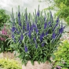 Вероника Blue с5
