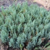 Можжевельник Blue Forest C10