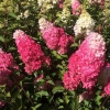 Гортензия Fraise Melba с20