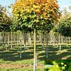 Клен остролистный Globosum 14/16