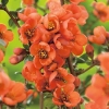 Айва японская Orange Trail с5