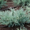 Можжевельник Grey Owl С20