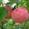 Яблоня Коричное полосатое с7.5
