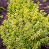 Тимьян лимоннопахнущий Mystic Lemon с5