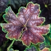Гейхера Beauty Colour с5