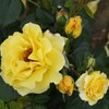 Роза Лихткёнигин Лючия, шраб