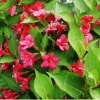 Вейгела Bristol Ruby с10