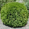 Туя западная Globosa С7.5