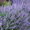 Котовник Фассена Six Hills Giant с2