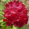 Рододендрон Francesca c35
