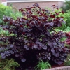 Лещина большая Purpurea