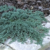 Можжевельник горизонтальный Icee Blue с12