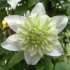 Клематис Alba Plena c5