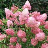 Гортензия Vanille Fraise с25