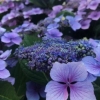 Гортензия Summer Glow с5