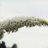Буддлея Davidii White Profusion