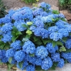 Гортензия Nikko Blue с5