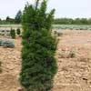 Тисс средний Stricta Virdis C25 100/125
