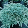 Можжевельник горизонтальный Blue Chip С25