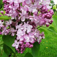 Сирень Paul Deschanel, Syringa vulgaris Paul Deschanel, Сирень обыкновенная Поль Дешанель