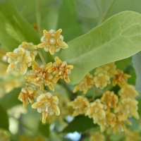 Липа войлочная Brabant, Tilia tomentosa Brabant, Липа войлочная Брабант