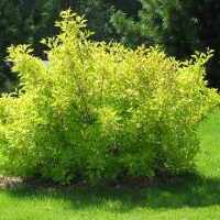 Дерен Aurea, Cornus alba Aurea, Дерен белый Ауреа
