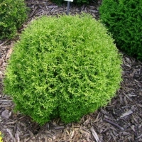 Туя западная Tiny Tim, Thuja occidentalis Tiny Tim, Туя западная Тини Тим