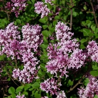 Сирень Мейера Palibin, Syringa meyeri Palibin, Сирень Мейера Палибин