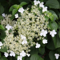 Гортензия черешковая, Hydrangea anomala petiolaris, Гортензия черешковая (вьющаяся)