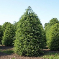 Тсуга канадская, Tsuga canadensis