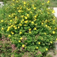 Лапчатка Goldfinger, Potentilla fruticosa Goldfinger, Лапчатка кустарниковая Голдфингер
