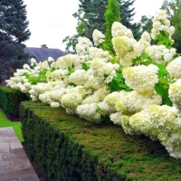 Гортензия Magical Mont Blanc, Hydrangea paniculata Magical Mont Blanc, Гортензия метельчатая Мэджикал Мон Блан