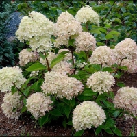 Гортензия Little Lime, Hydrangea paniculata Little Lime, Гортензия метельчатая Литтл Лайм