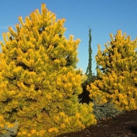 Сосна обыкновенная, Pinus sylvestris, Сосна обыкновенная