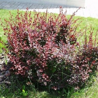 Барбарис Ottawensis Superba, Berberis Ottawensis Superba, Барбарис Оттавский Суперба