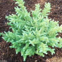 Лиственница японская Grey Pearl, Larix kaempferi Grey Pearl, Лиственница японская Грейт Перл