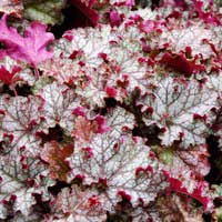 Гейхера гибридная Can Can, Heuchera hybride Can Can,  Гейхера гибридная Кан Кан