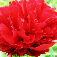Пион молочноцветковый Henry Bockstoce, Paeonia lactiflora Henry Bockstoce, Пион молочноцветковый Генри Бокстос