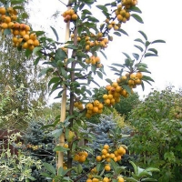 Яблоня Golden Hornet, Malus hybride Golden Hornet, Яблоня Голден Хорнет