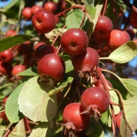 Яблоня Royal Beauty, Malus Royal Beauty, Яблоня декоративная Роял Бьюти