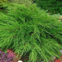 Можжевельник Mint Julep 80/100, можжевельник Mint Julep, Juniperus Mint Julep, Juniperus Mint Julep купить, купить можжевельник минт джулеп
