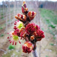 Клен серебристый, Acer saccarinum, Клен серебристый 16/18
