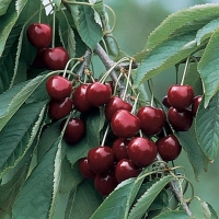 Черешня Мичуринская поздняя с15, Prunus avium, Черешня Мичуринская поздняя
