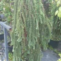 Лиственница Stiff Weeper, Larix kaempferi Stiff Weeper, Лиственница японская Стив Випер