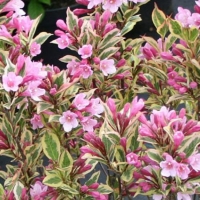 Вейгела цветущая Magical Rainbow, Weigela florida Magical Rainbow, Вейгела цветущая Меджикал Рейнбоу
