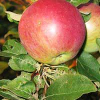 Яблоня Лобо С7,5, Malus, Яблоня Лобо